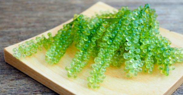 algae seagrapes caulerpa lentillifera