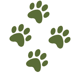 paws