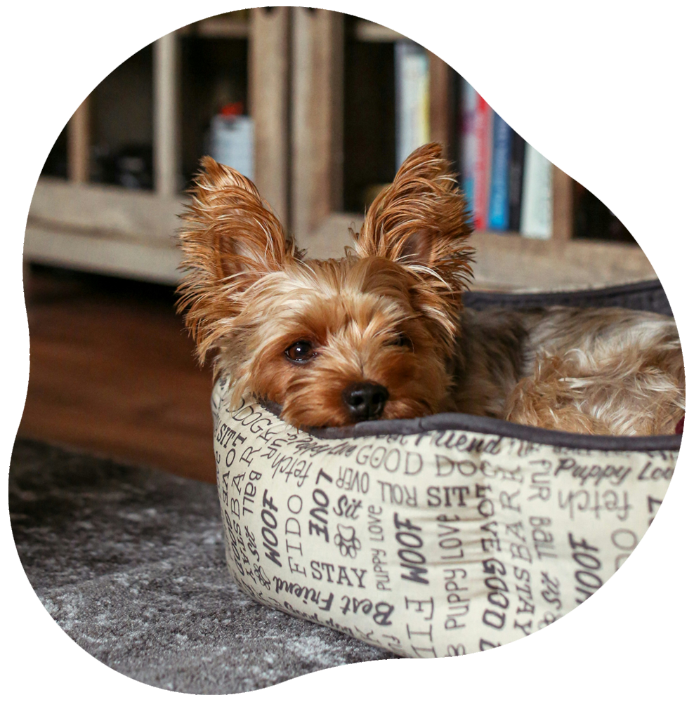 yorkie blob